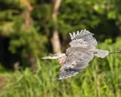 Ardea herodias