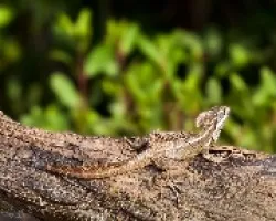 Basiliscus