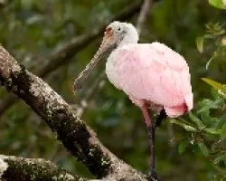 Platalea ajaja