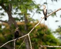 Phalacrocorax brasilianus