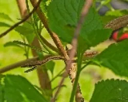 Oxybelis aeneus