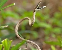 Oxybelis aeneus