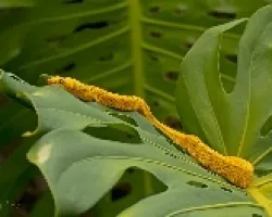 Bothriechis schlegelii