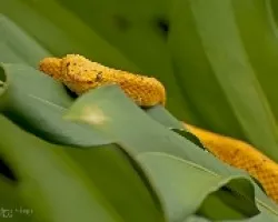 Bothriechis schlegelii