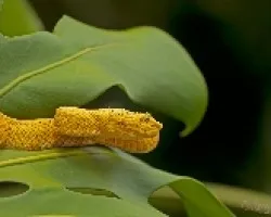 Bothriechis schlegelii