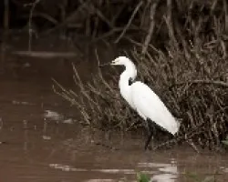 Egretta thula
