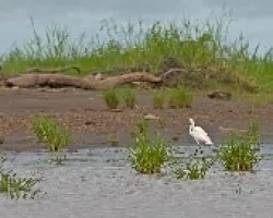 Egretta thula