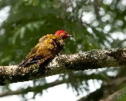 Piculus simplex
