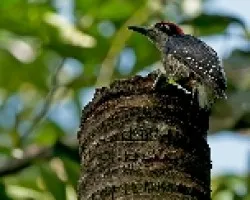 Melanerpes pucherani
