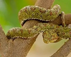 Bothriechis schlegelii