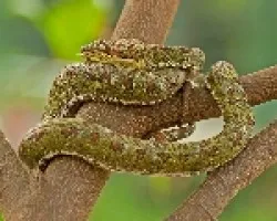 Bothriechis schlegelii