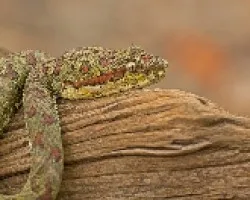 Bothriechis schlegelii