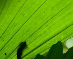 Textura 1