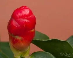 Textura 2