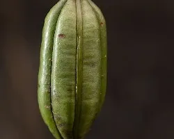 Textura 3