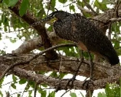 Tigrisoma mexicanum