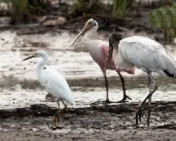 Garza, Espatula y cigueña