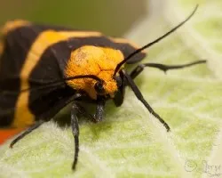 Eudesmia arida
