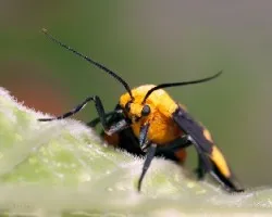 Eudesmia arida