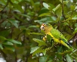 Aratinga canicularis