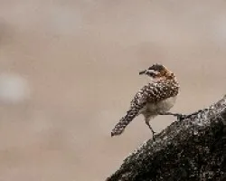 Campylorhynchus rufinuca