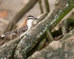 Campylorhynchus rufinucha