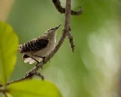 Campylorhynchus rufinucha
