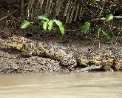 Caiman crocodilus