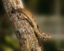 Basiliscus