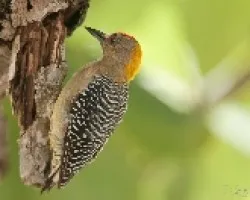Melanerpes hoffmannii