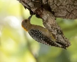 Melanerpes hoffmannii