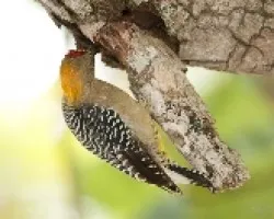 Melanerpes hoffmannii