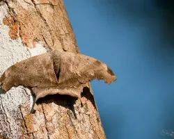Polilla