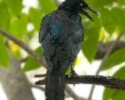 Quiscalus mexicanus