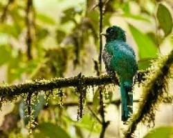 Trogon rufus