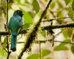 Trogon rufus