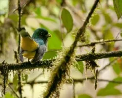 Trogon rufus