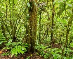 Sotobosque