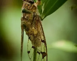 Fidicina mannifera
