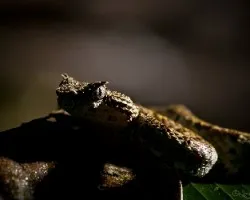 Bothriechis schlegelii