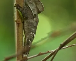 Corytophanes cristatus