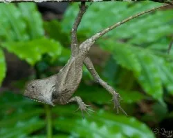 Corytophanes cristatus