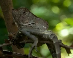 Corytophanes cristatus