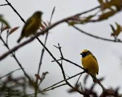 Pareja