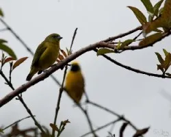 Pareja