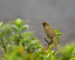 Tiaris olivaceus
