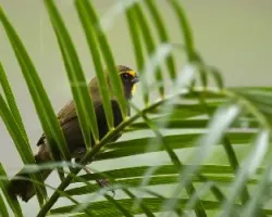Tiaris olivaceus