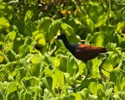 Jacana spinosa