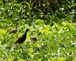 Jacana spinosa