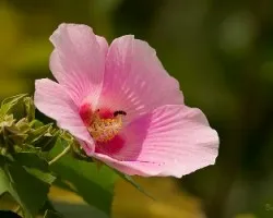 Flor color rosa